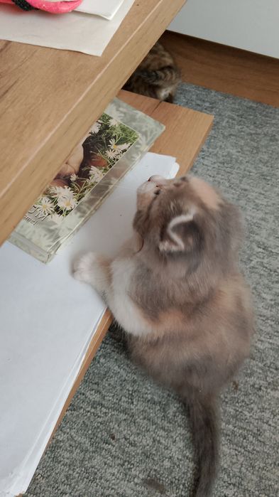 Отдам в добрые руки