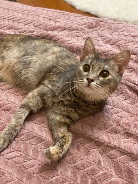 Отдам кошку в добрые руки