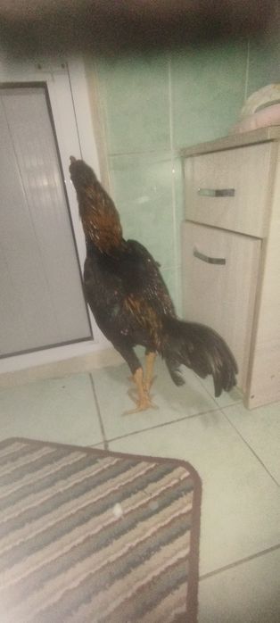 Dakan Xoʻroz sotiladi