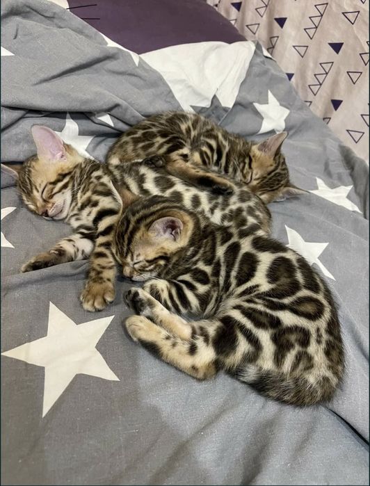 Чистокровные бенгальские малыши!!!