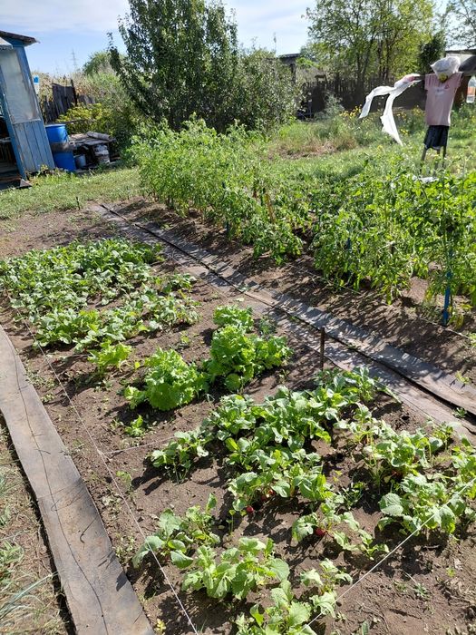 Продам дачу майкудук