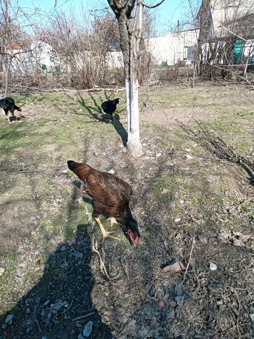 Дакан кораз сатылады