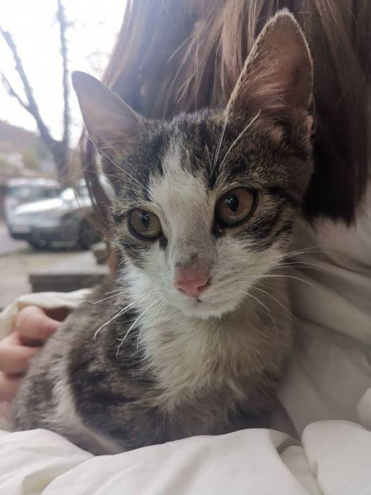 Подарява се малко котаче