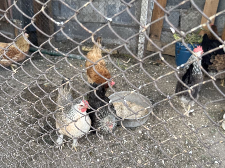Продаются 8 домашних кур