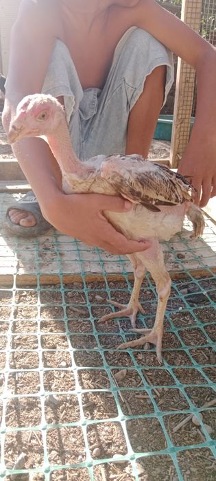 Дакан шөжелер бойцовые цыплят