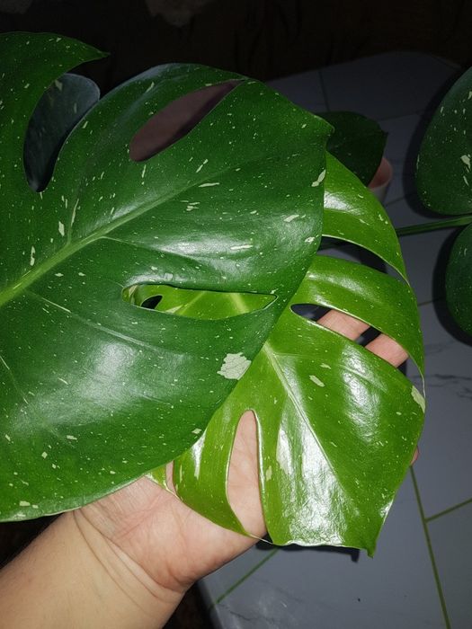 Продам монстеру Тайское созвездие.