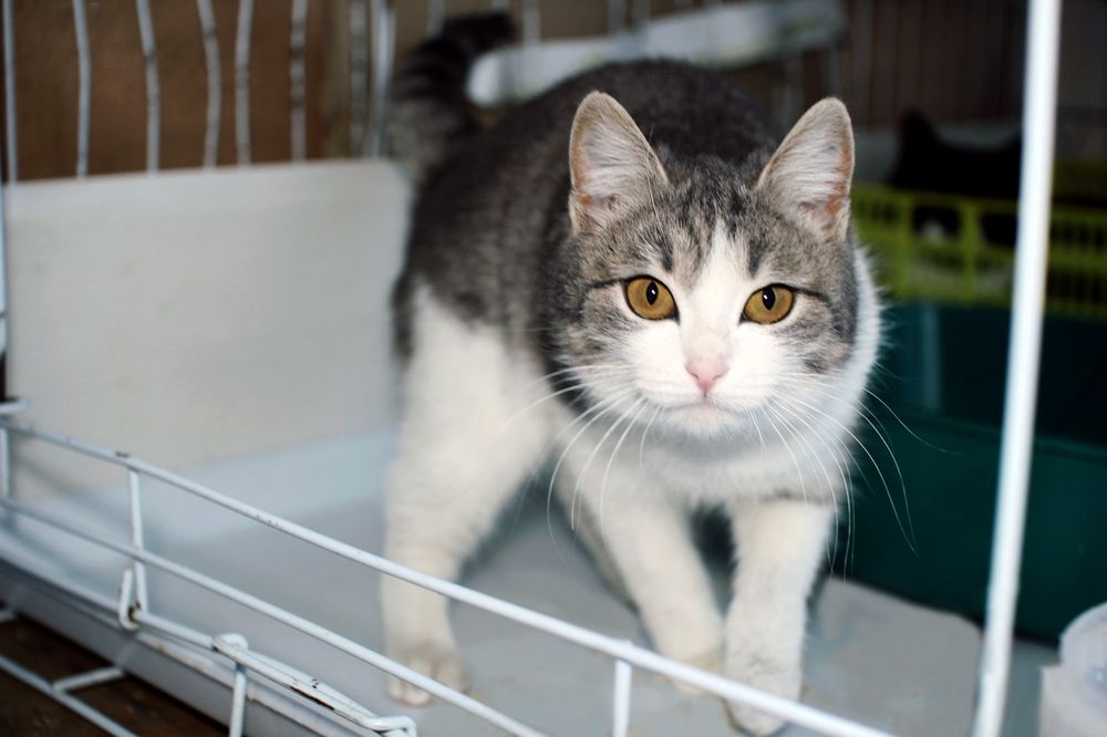 Отдам в добрые руки