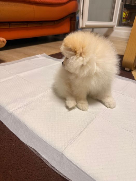 Vand pomeranian 2 luni