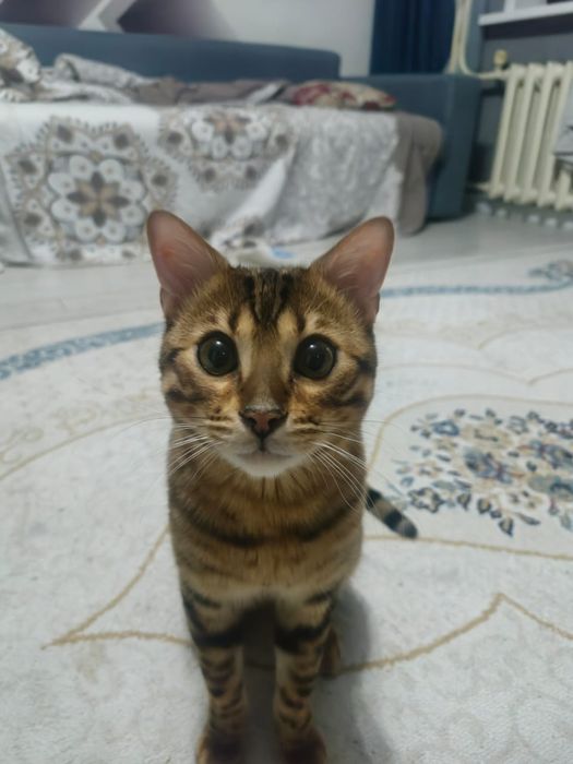 Ищем невесту для кота