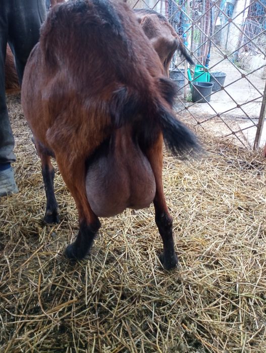 Capre alpine franceză