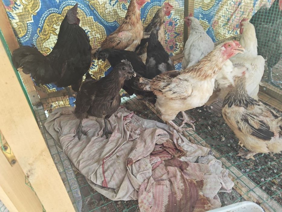 Faqat bugun Tovuqlar sotiladi