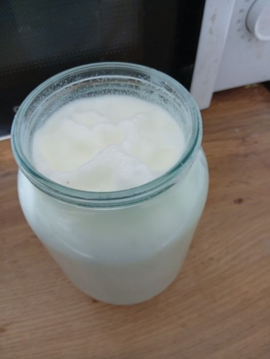 Сүтті ешкі, коза молочная