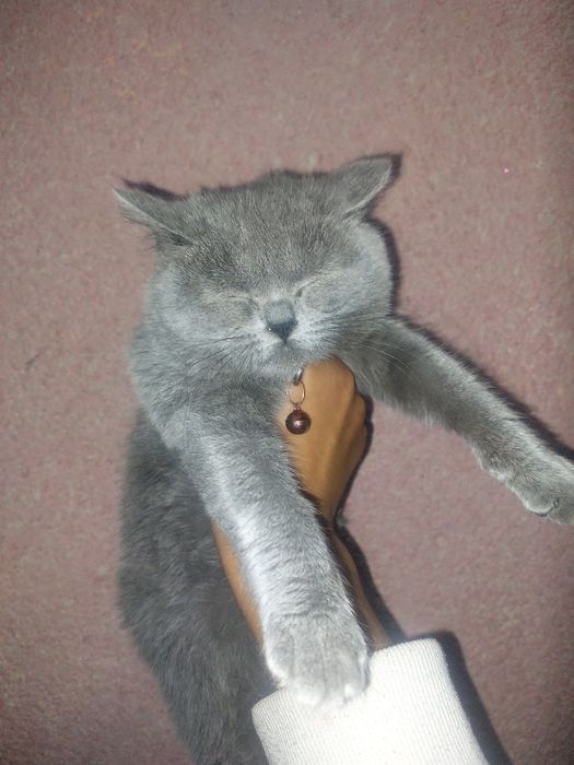 Британский скотш страйт