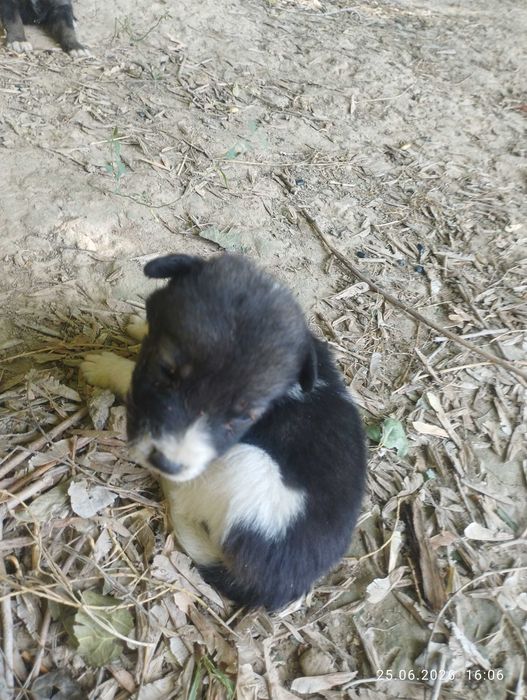 Уй мушик ва кучик болачаларини Хадия киламан