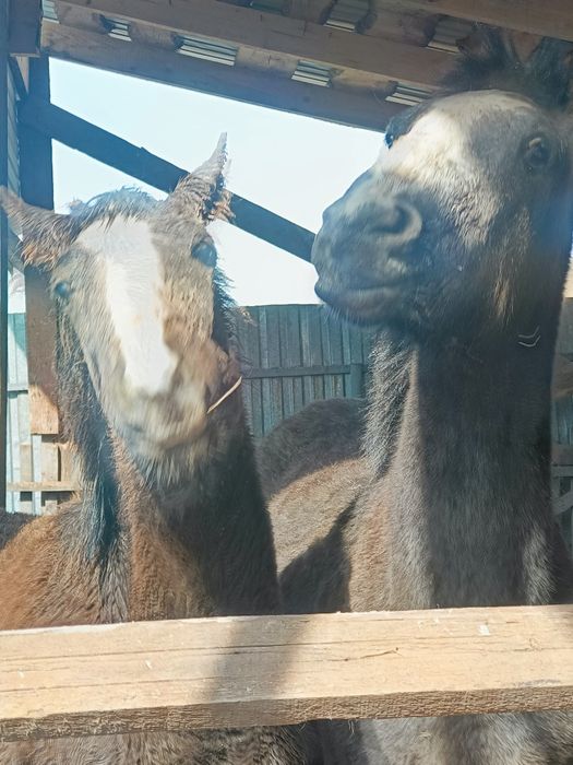 Продам коней ...