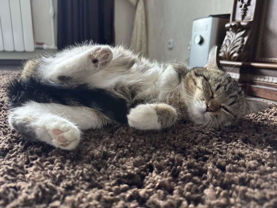 Дарю кошечку.