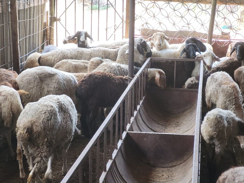 Круг общий 55000