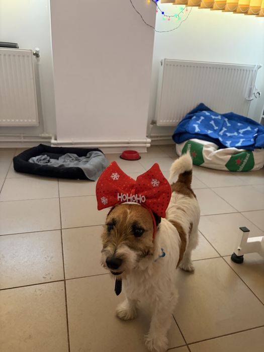 PetHotel Premium, servicii de cazare animale, caini