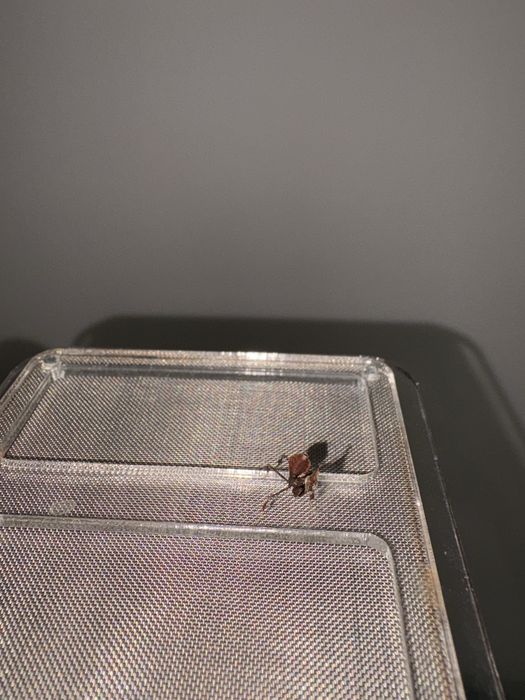 Nimfa 1 cm Insecta exotica calugarita fantoma rarã ( terariu / hrana ) o experienta de conectare cu natura La cerere avem si alte specii
