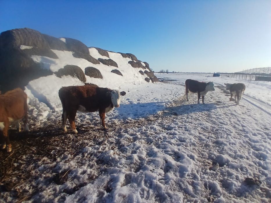 Продаются коровы молодые стельний