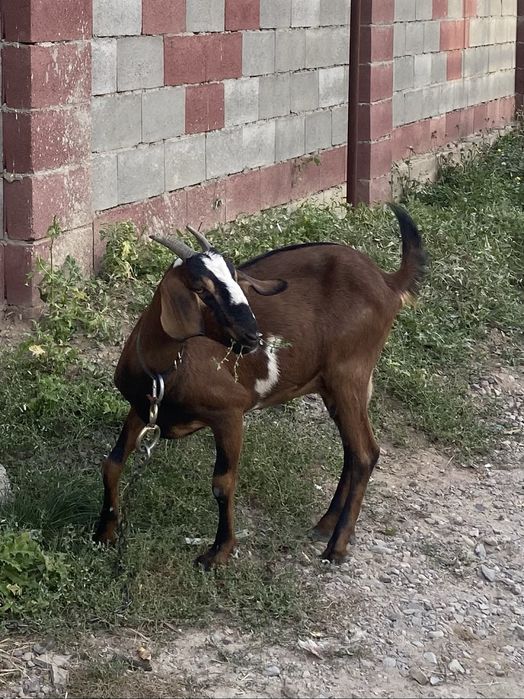 Коза нубийской породы девочка