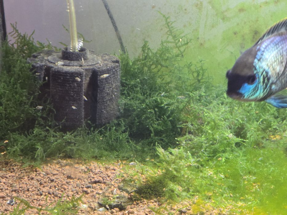 Acara blue electric ,gupy,plante,ancistrusi