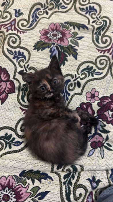 Маленькие котята