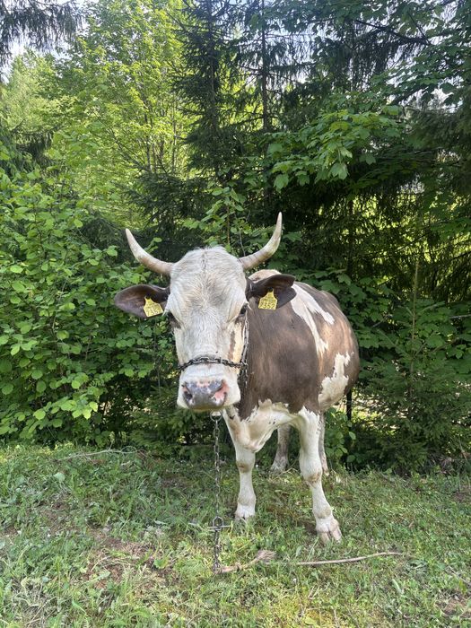 Vand vaca gestanta