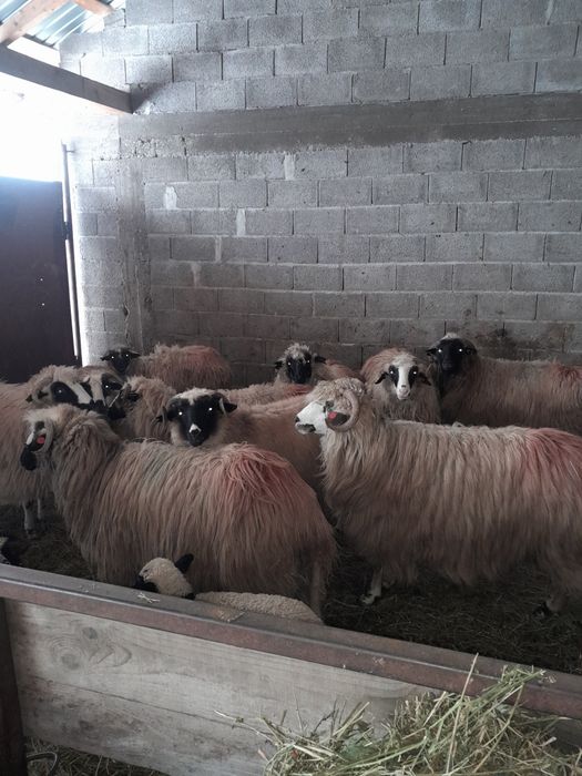 Oi tinere de vânzare