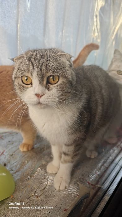 British Fold mushuk! 2,5 yosh