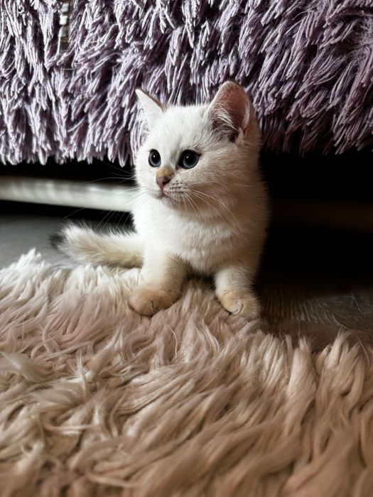 Британски котенца