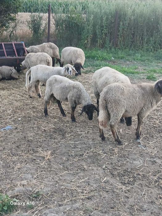 Vând 5 oi suffok și 7 miei