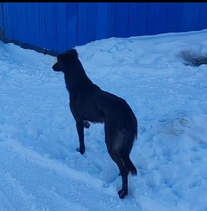 Тазы кабель полукровка