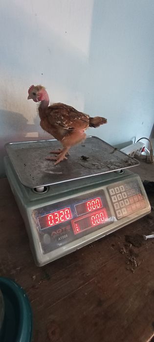 В продаже цыплята