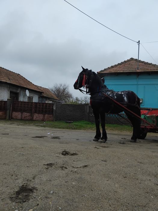 Armasar ,Vârstă 9 ani