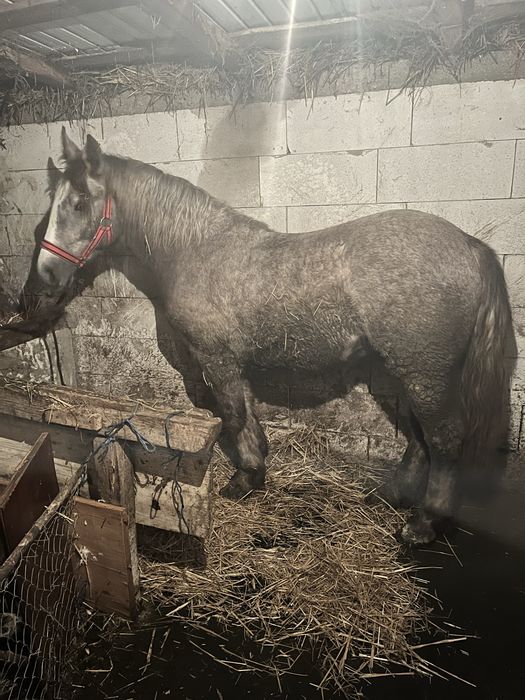 Vand sau schimb manz sur