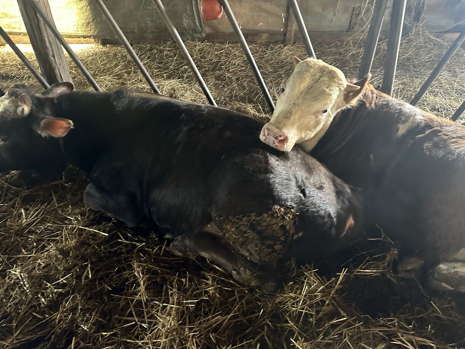 Vitei si taurasi de vanzare