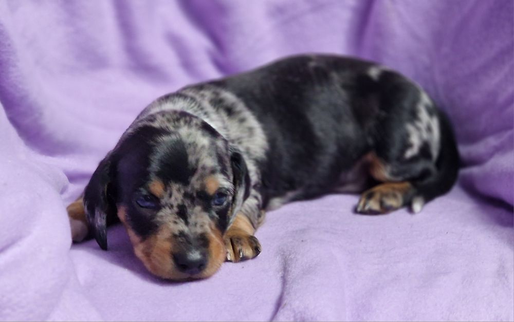 Tekel pitic - mascul