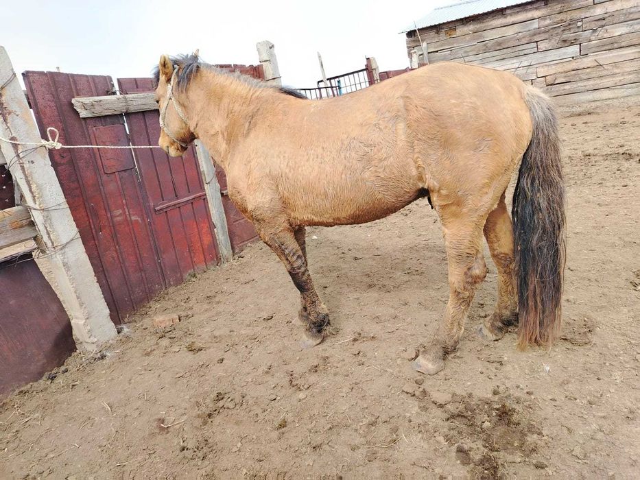 продаю жеребца, айғыр сатылады