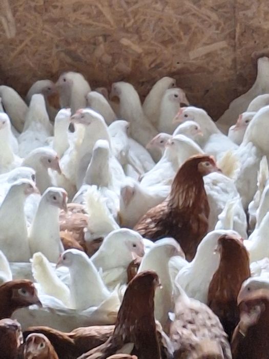 Продам курей несушки Лигорны