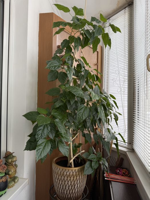 Комнатные цветы от 5.000 тг