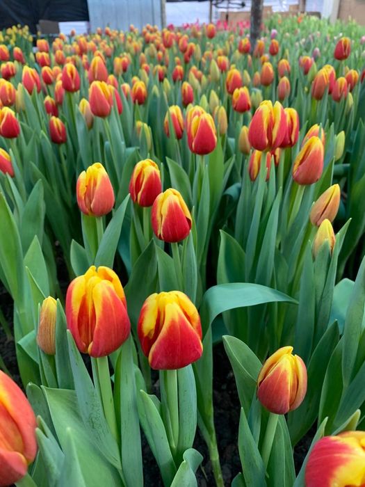 Голландские тюльпаны оптом от производителя.