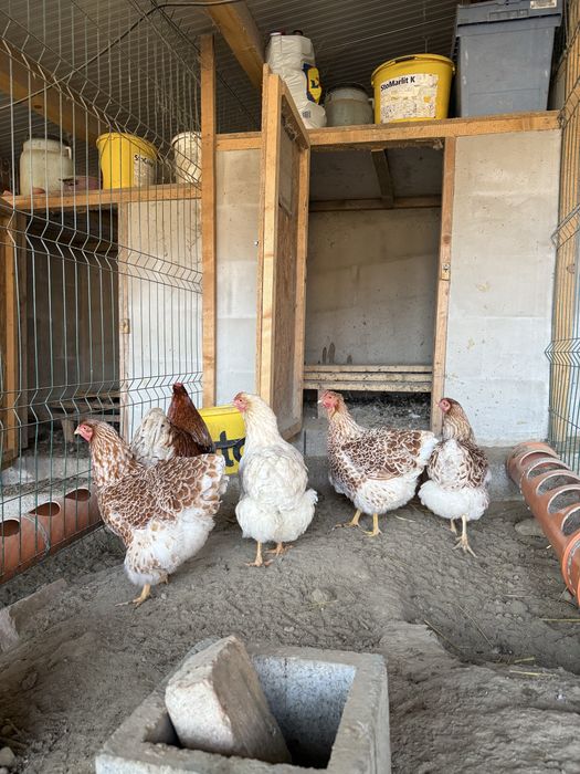 Gaini Oua de incubat diferite rase