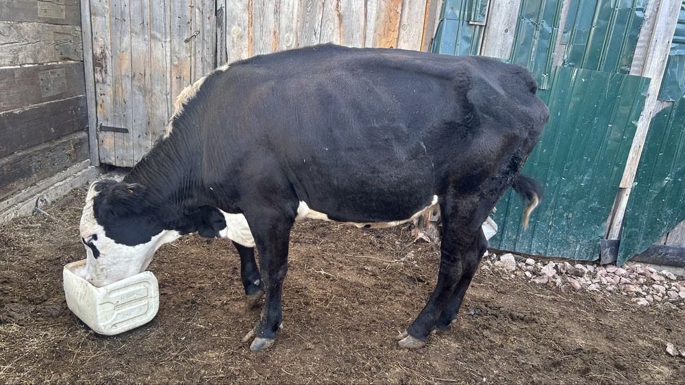 продам корову молодую