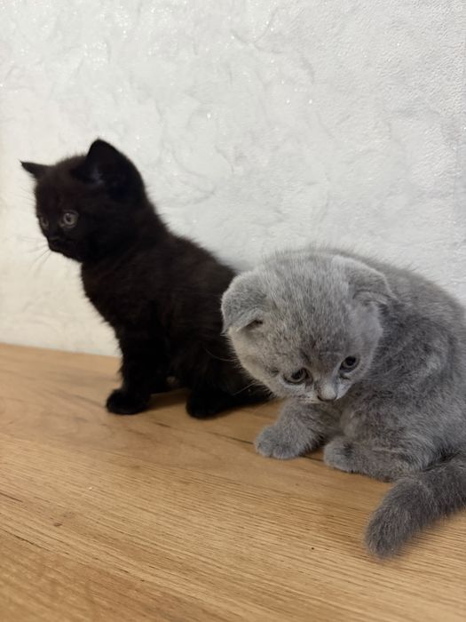 Котята шотландские