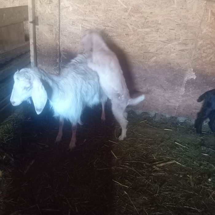 Ieduț de vânzare din capră foarte bună de lapte cel negru l