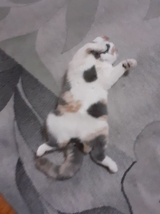 Мушу сотлади хомладор