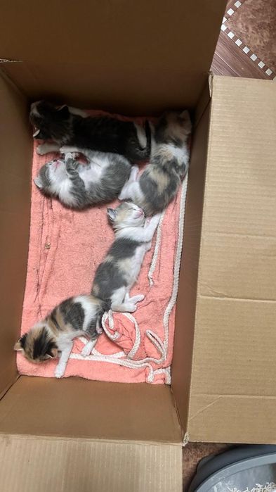 Котята в добрые руки