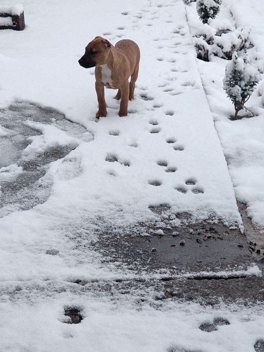 Пидбул сотилади зотли