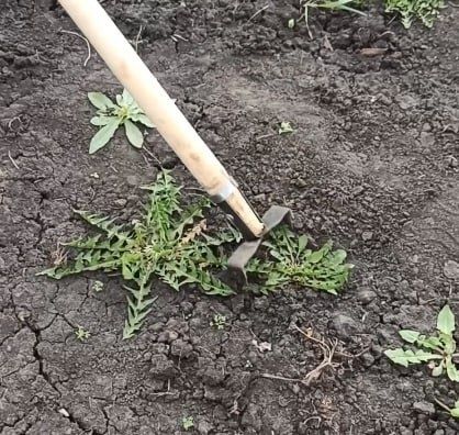 Прополка сорняки с помощью Полольник Стриж Плоскорез
